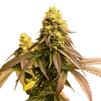 "Chocolop" | 21-25% THC | Black Genetic | 3 Samen