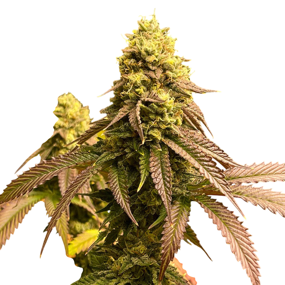 "Chocolop" | 21-25% THC | Black Genetic | 3 Samen