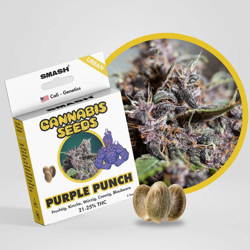 "Purple Punch" | 21-25% THC | Urban Genetic | 3 Samen