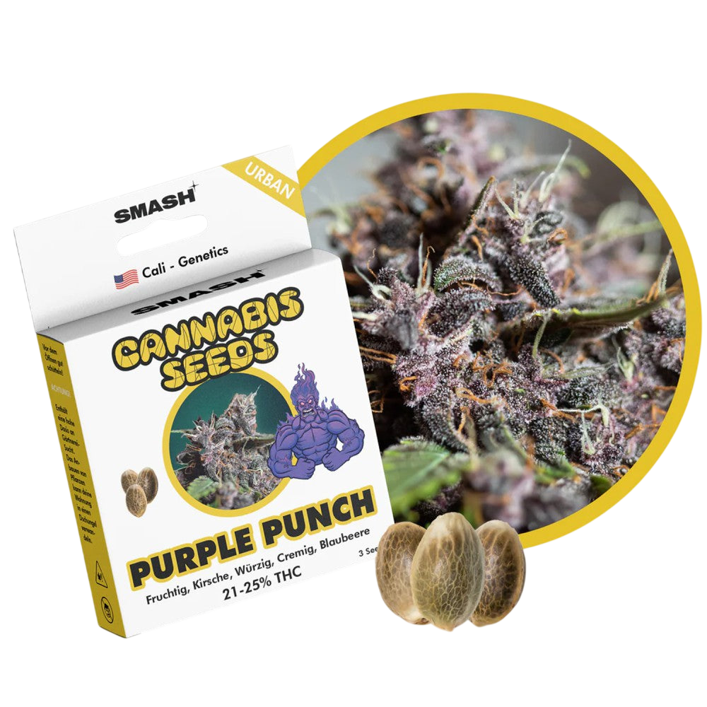 "Purple Punch" | 21-25% THC | Urban Genetic | 3 Samen