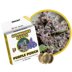 "Purple Punch" | 21-25% THC | Urban Genetic | 3 Samen