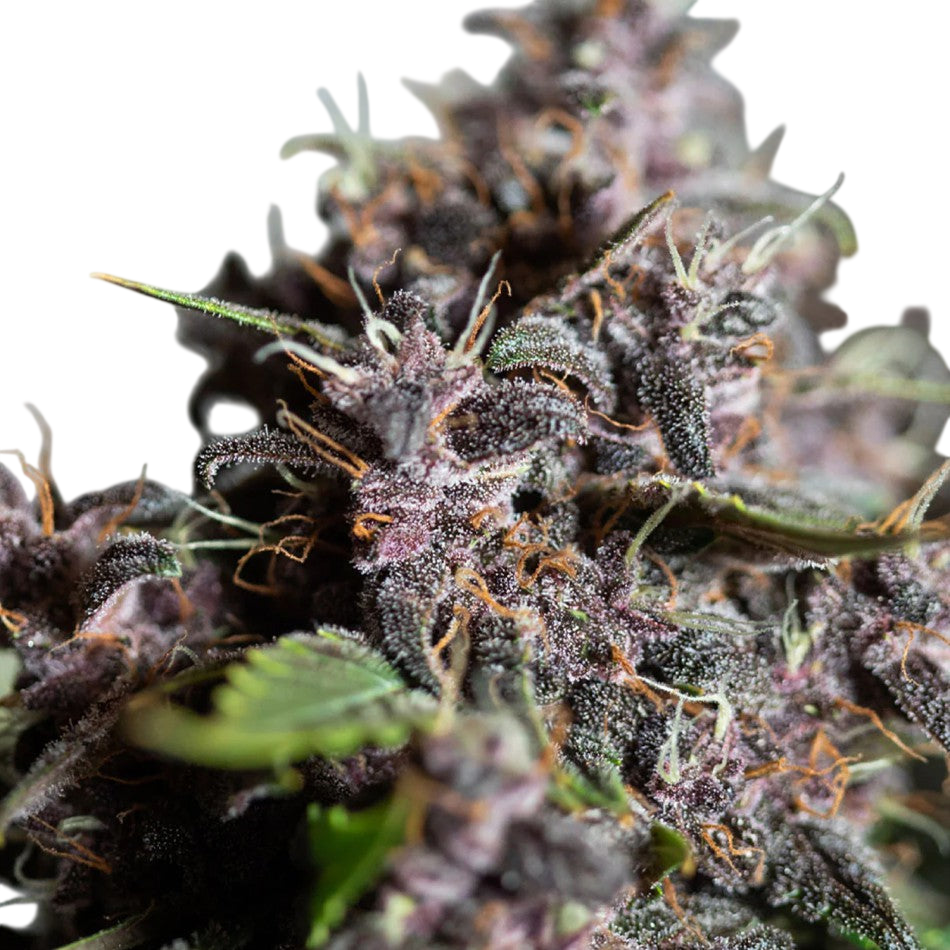"Purple Punch" | 21-25% THC | Urban Genetic | 3 Samen