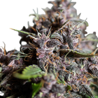 "Purple Punch" | 21-25% THC | Urban Genetic | 3 Samen