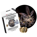 "Blueberry" | 21-25% THC | Black Genetic | 3 Samen