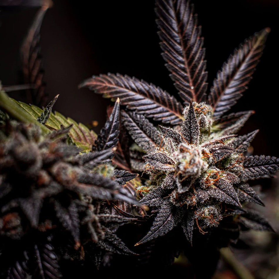 "Blueberry" | 21-25% THC | Black Genetic | 3 Samen