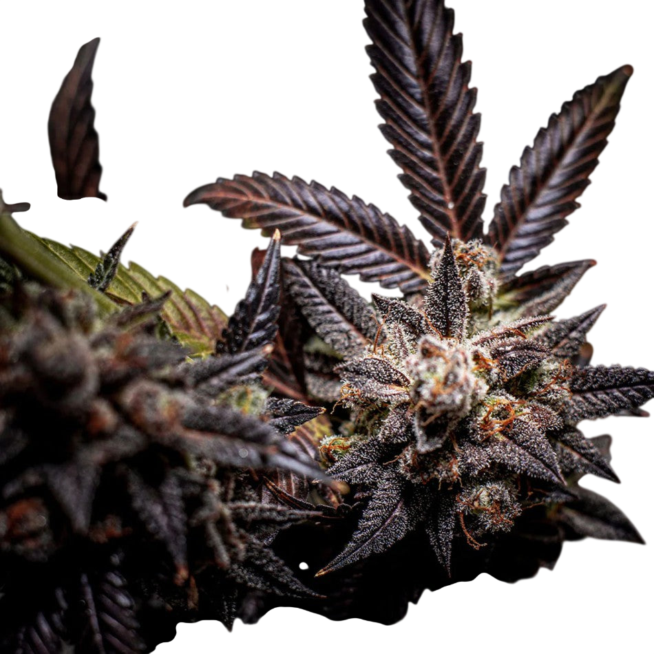 "Blueberry" | 21-25% THC | Black Genetic | 3 Samen
