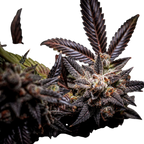 "Blueberry" | 21-25% THC | Black Genetic | 3 Samen