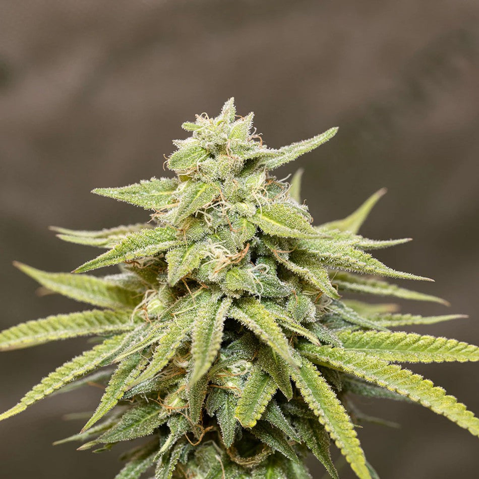 "Amnesia" | 21-25% THC | Urban Genetic | 3 Samen