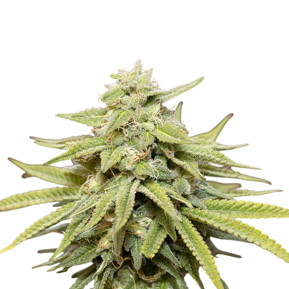 "Amnesia" | 21-25% THC | Urban Genetic | 3 fara