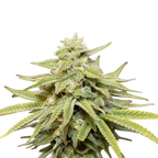 "Amnesia" | 21-25% THC | Urban Genetic | 3 Samen