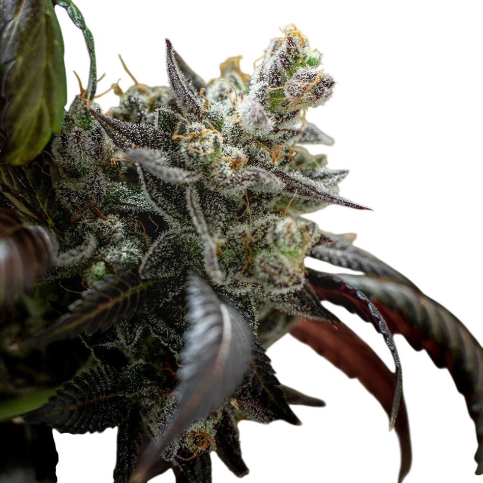 "Auto Northern Lights" | 21-25% THC | Black Genetic | 3 Samen