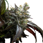 "Auto Northern Lights" | 21-25% THC | Black Genetic | 3 Samen