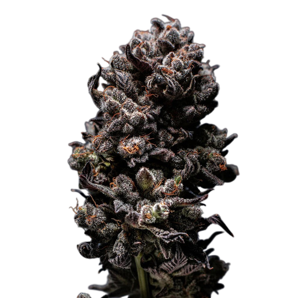 "Auto French Cookies" | 21-25% THC | Ultra Genetic | 3 Samen