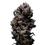 "Auto French Cookies" | 21-25% THC | Ultra Genetic | 3 Samen