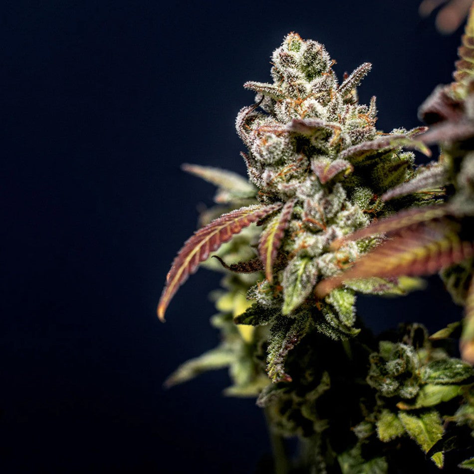 "True OG" | 21-25% THC | Black Genetic | 3 Samen