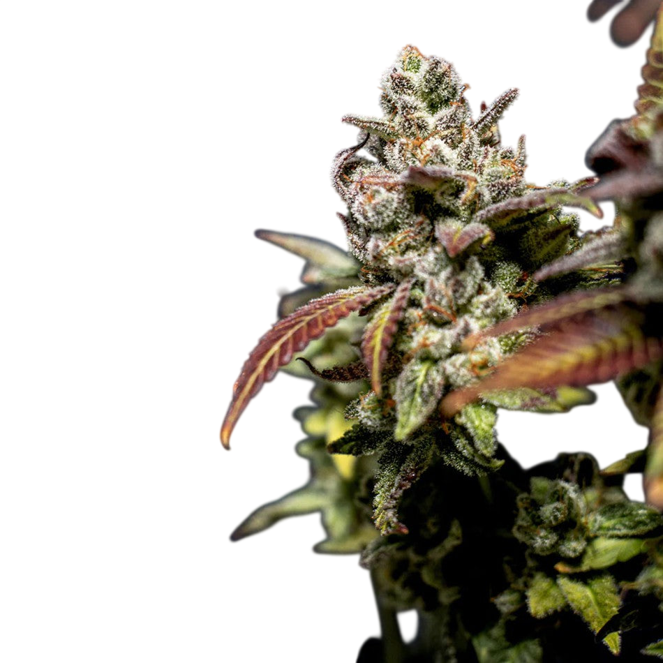 "True OG" | 21-25% THC | Black Genetic | 3 Samen