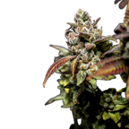 "True OG" | 21-25% THC | Black Genetic | 3 Samen