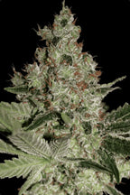 Acid🏆 Feminized 3Seeds