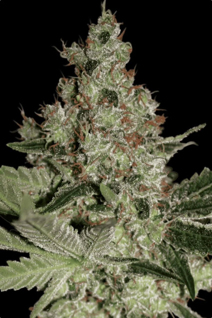 Acid🏆 Feminized 3Seeds
