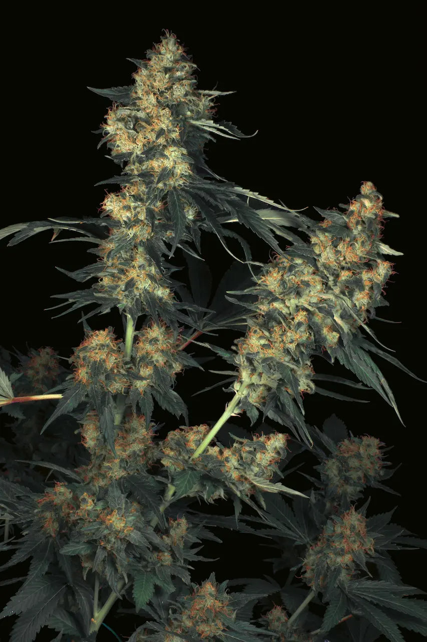 Acid🏆 Feminized 3Seeds