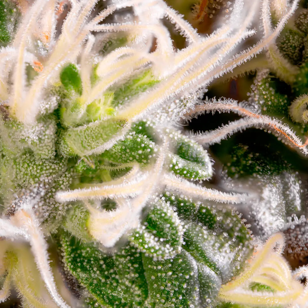 Acid🏆 Feminized 3Seeds