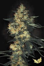 Acid🏆 Feminized 3Seeds