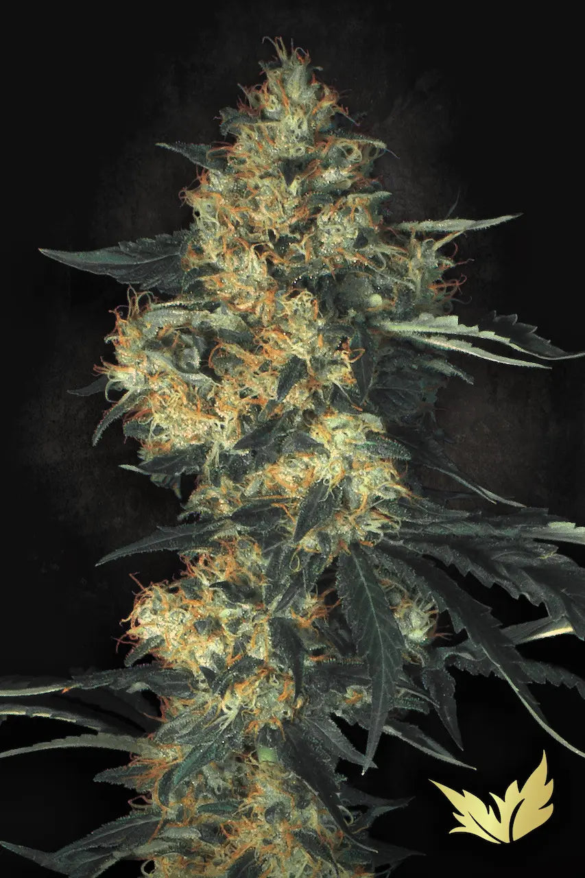 Acid🏆 Feminized 3Seeds