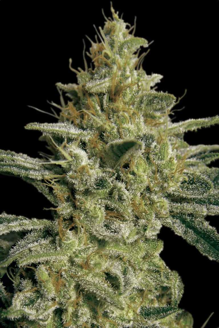 Allkush Feminized 3Seeds