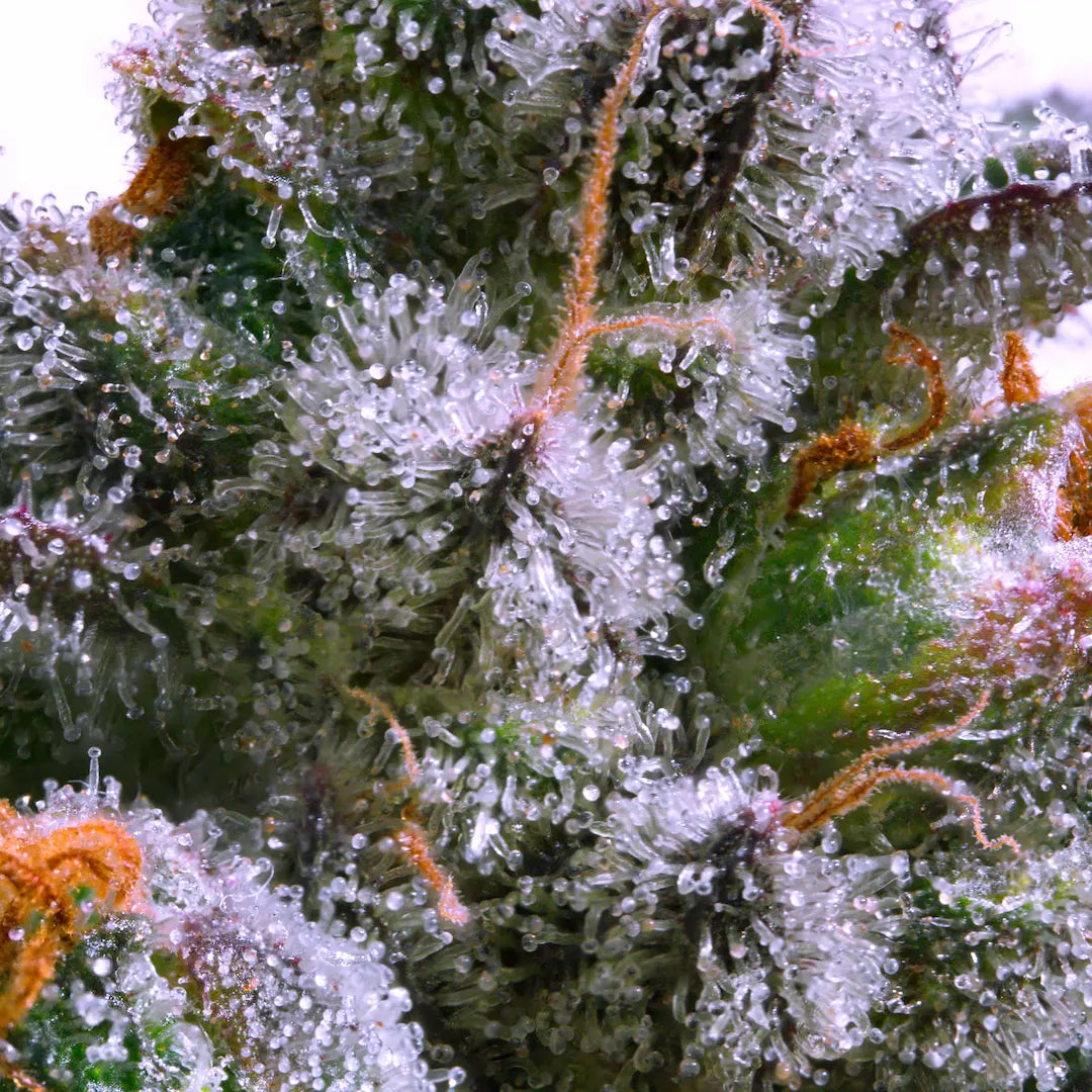 Allkush Feminized 3Seeds