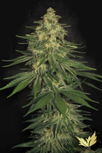 Allkush Feminized 3Seeds