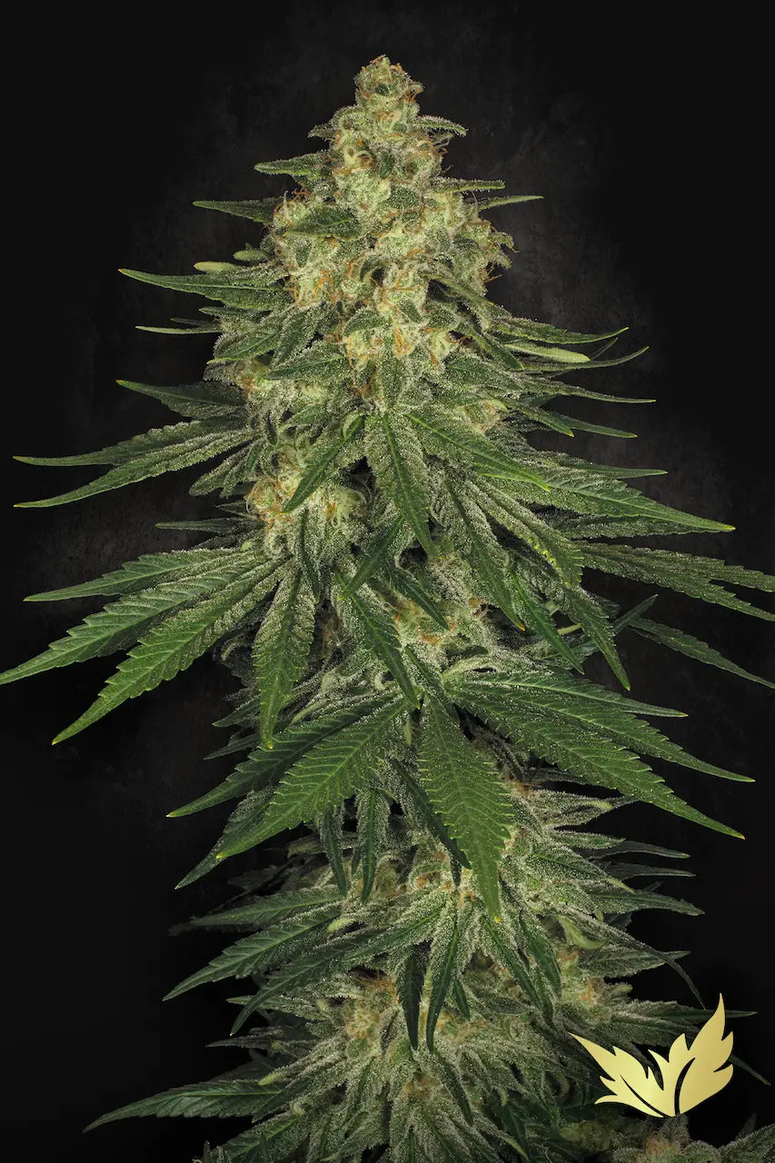Allkush Feminized 3Seeds