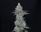 Compound Genetic - Slipstream - Feminized 5Seeds
