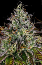 Apricot Candy🏆 Feminized 3Seeds