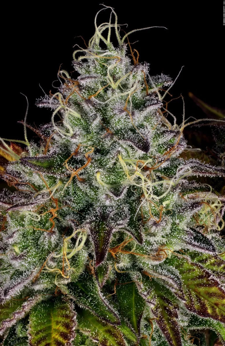 Apricot Candy🏆 Feminized 3Seeds