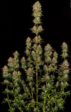 Apricot Candy🏆 Feminized 3Seeds