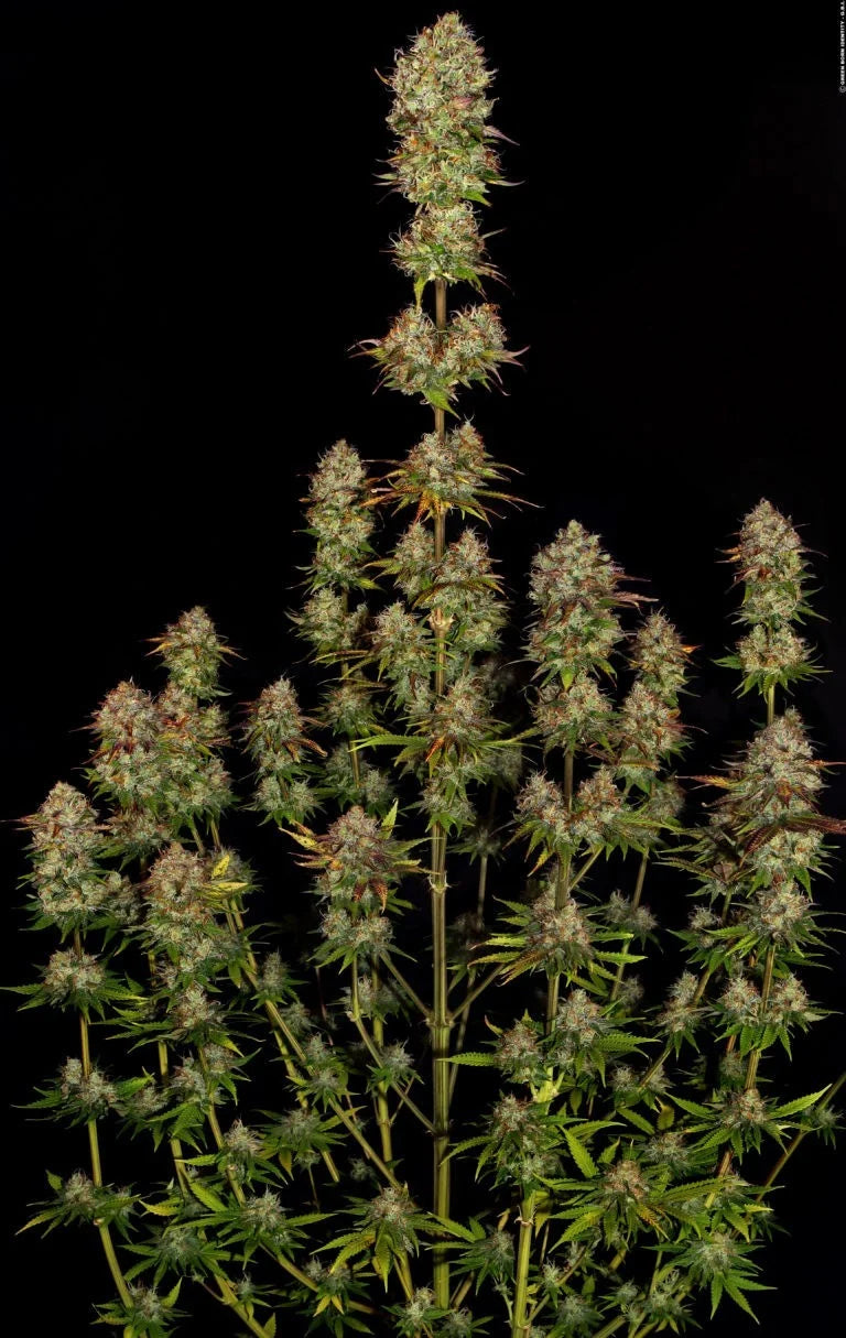 Apricot Candy🏆 Feminized 3Seeds