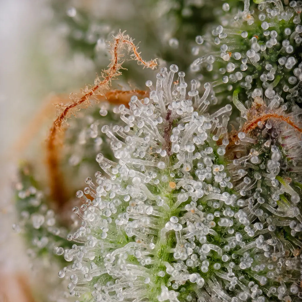 Apricot Candy🏆 Feminized 3Seeds