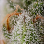 Apricot Candy🏆 Feminized 3Seeds