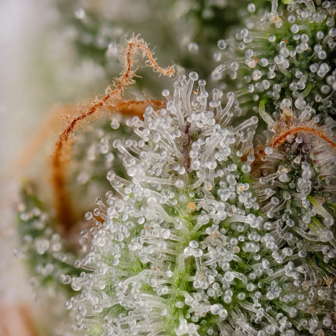 Apricot Candy🏆 Feminized 3Seeds