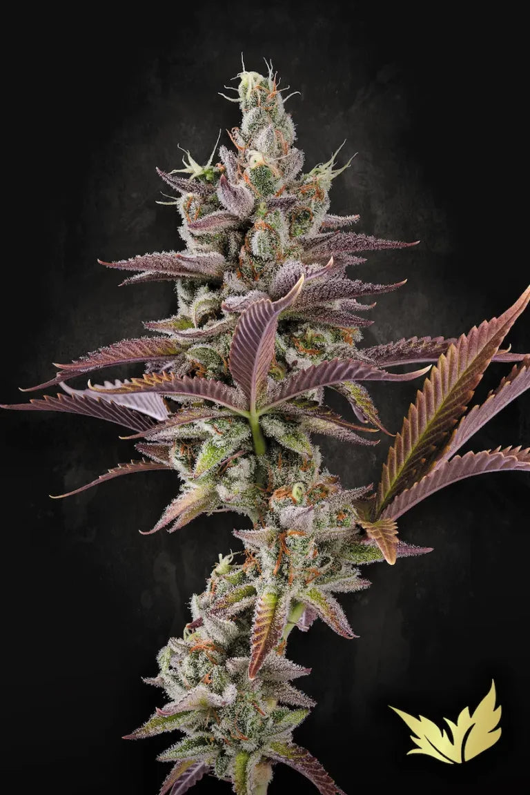 Apricot Candy🏆 Feminized 3Seeds