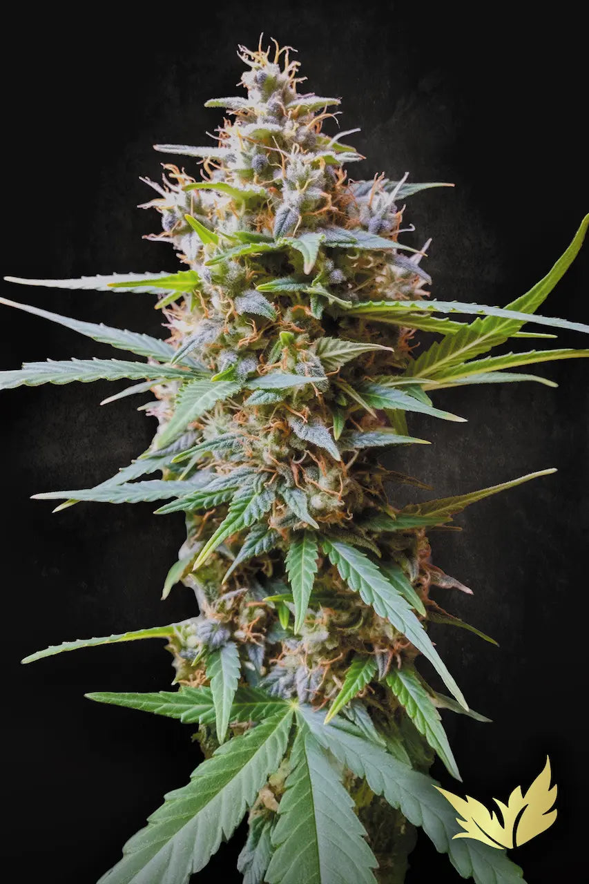 Auto Kong 4 3Seeds