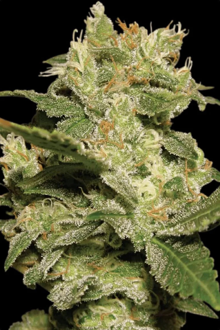 Auto Jack🏆Auto 3Seeds