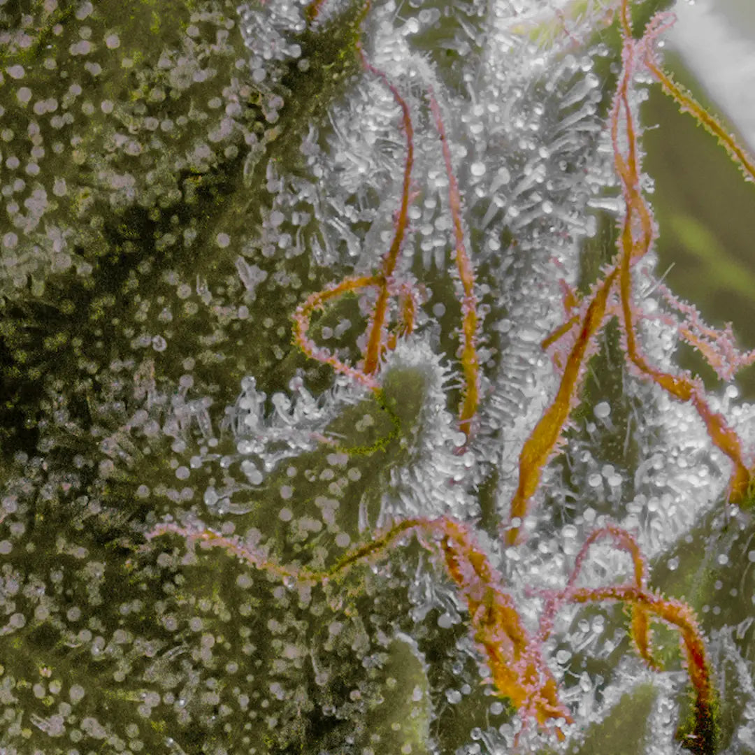 Auto Jack🏆Auto 3Seeds