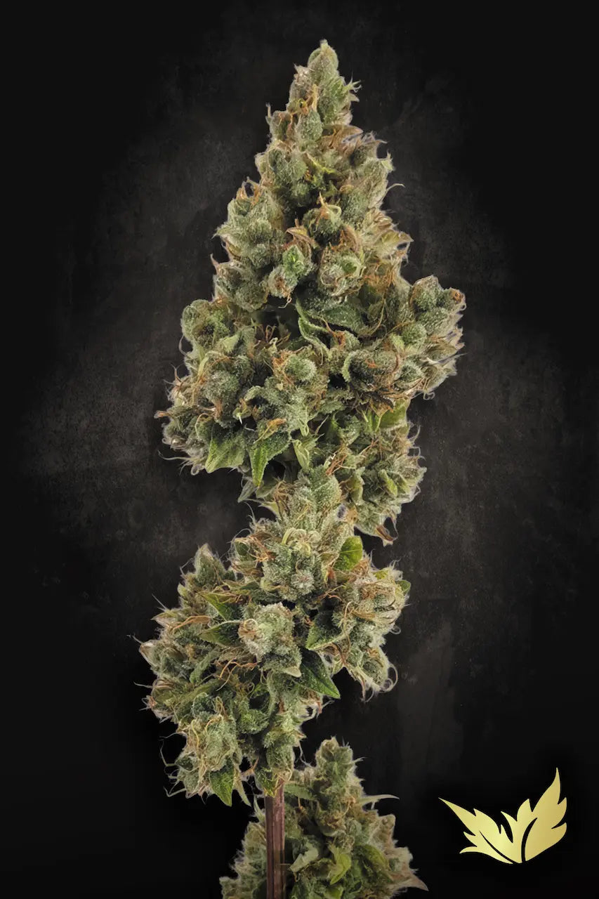 Auto Jack🏆Auto 3Seeds