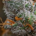 Auto Kong 4 3Seeds