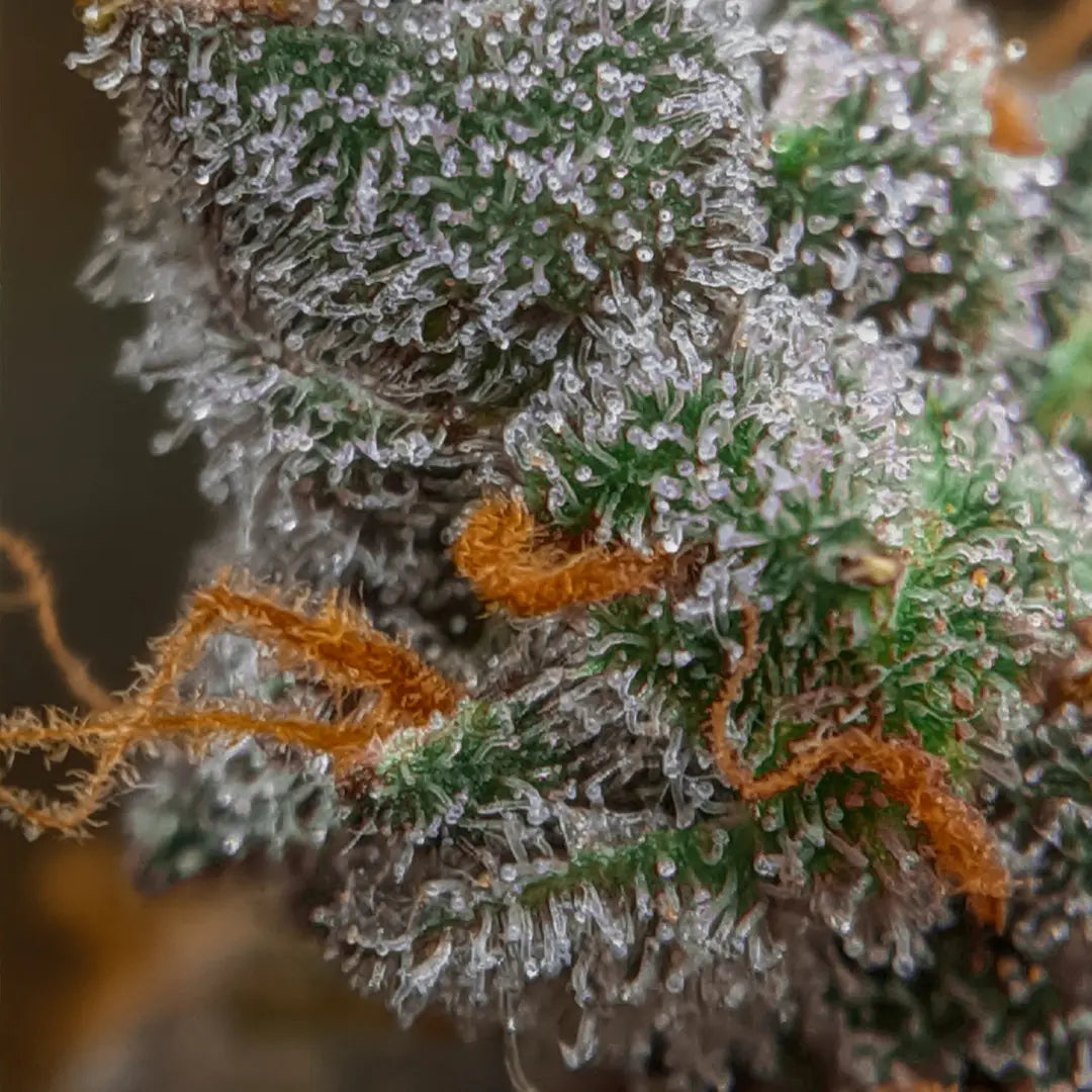 Auto Kong 4 3Seeds