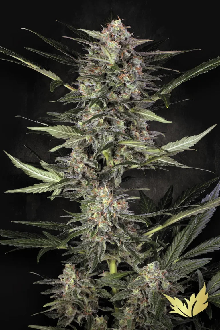 Auto Wappa 3Seeds