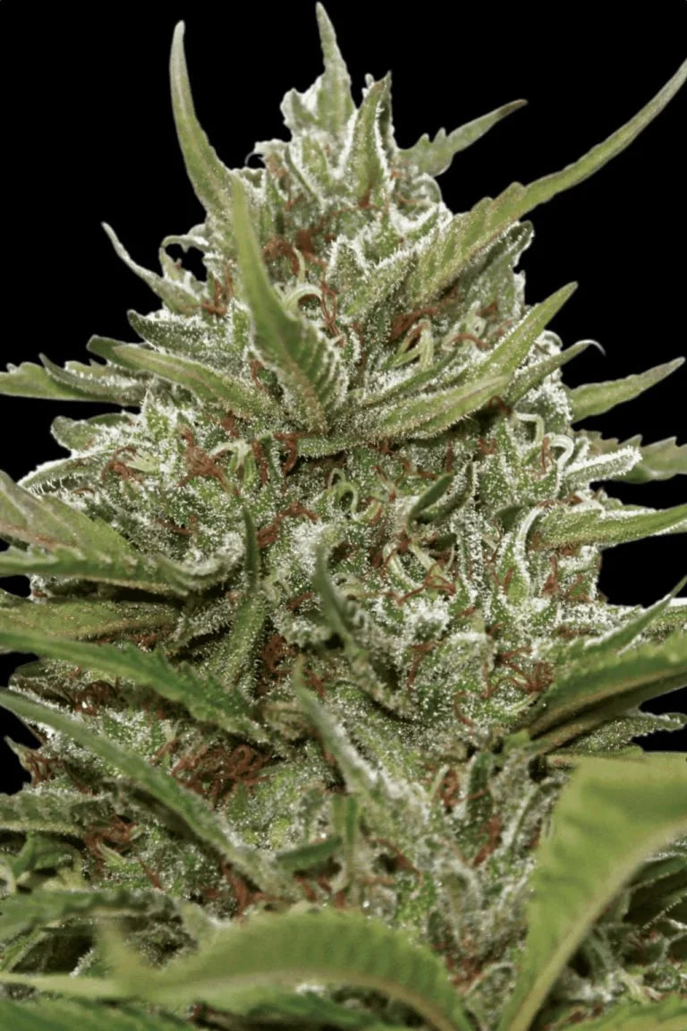 Auto White Berry 3Seeds