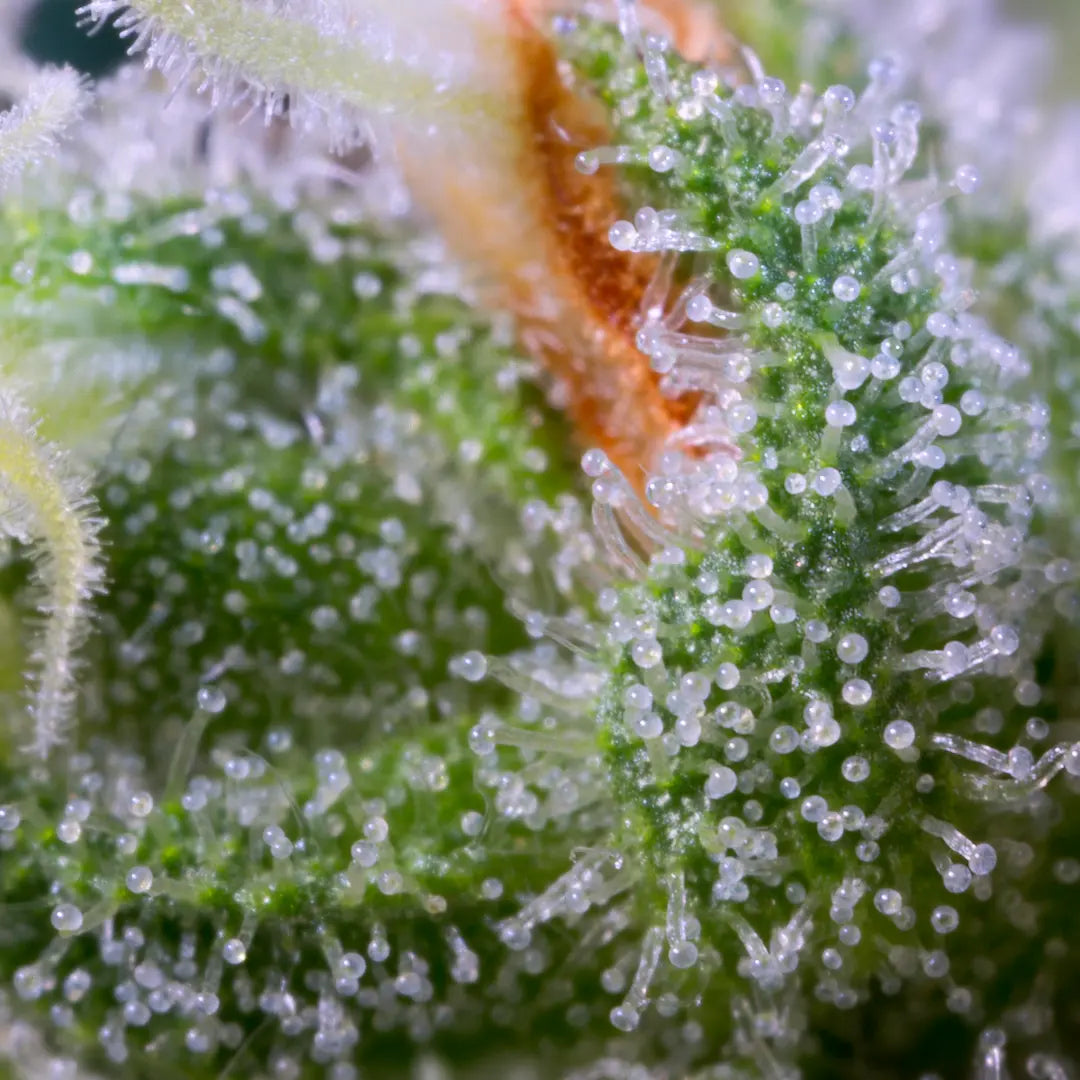 Auto White Berry 3Seeds