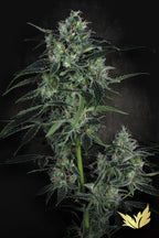 Auto White Berry 3Seeds
